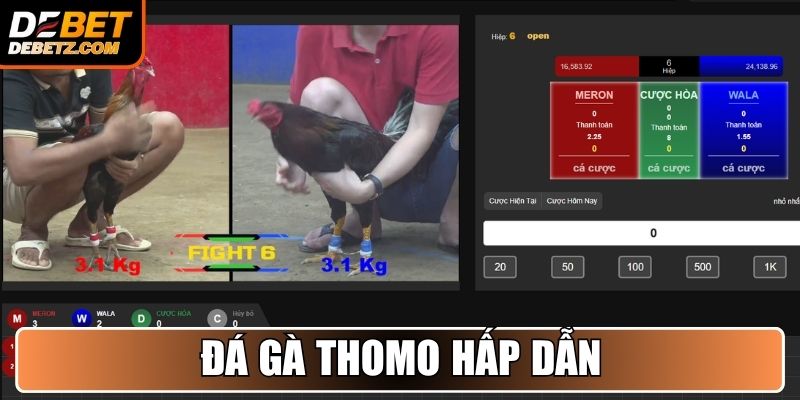 Đá Gà DEBET 3 Đá gà Thomo hấp dẫn